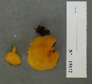 Tricholomopsis decora image
